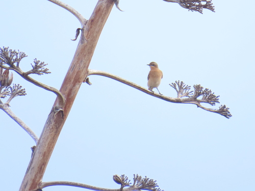 iNaturalist image