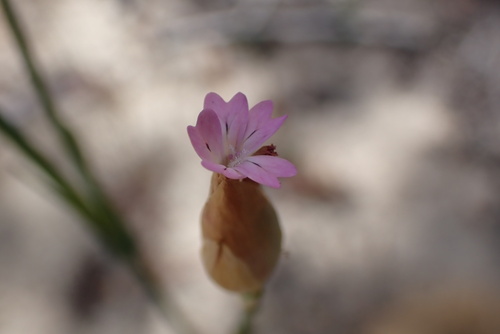 Petrorhagia dubia observed 2026-10-19