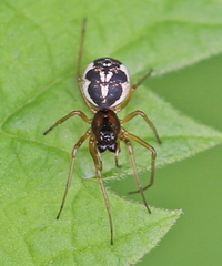 Pachygnatha listeri