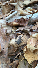 Apterodela unipunctata