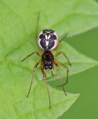 Pachygnatha listeri