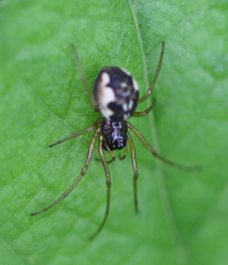 Pachygnatha listeri