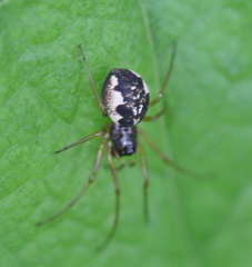 Pachygnatha listeri
