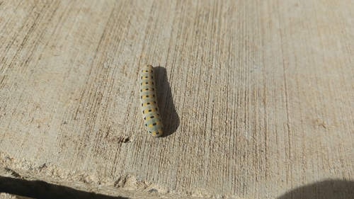 Scabious Sawfly