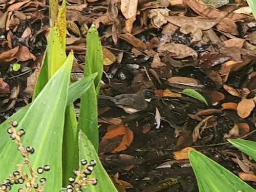 Rhipidura javanica observed 2026-10-22