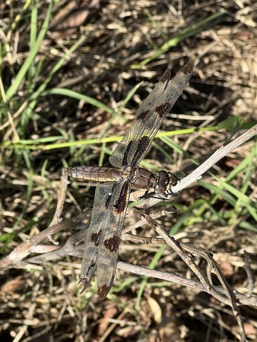 Twelve-spotted Skimmer