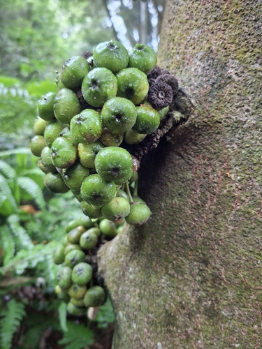 Ficus benguetensis observed 2026-10-22