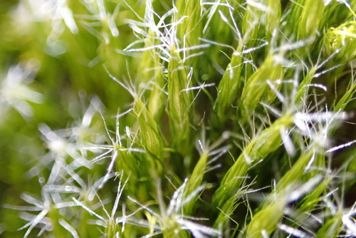 Campylopus introflexus observed 2026-10-19