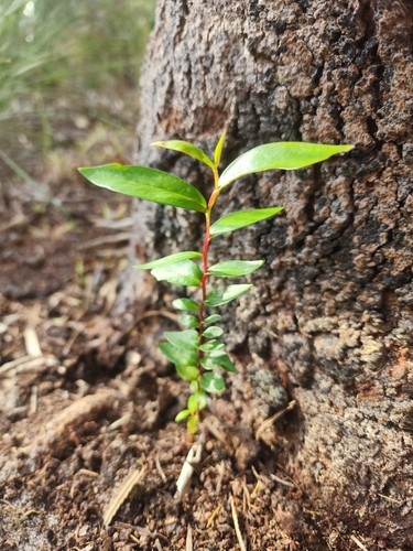 Agonis flexuosa, 2026-10-22