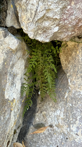 Asplenium fontanum, 2026-10-21