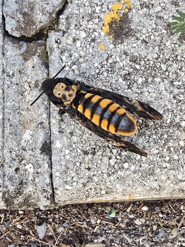 Death's Head Hawkmoth