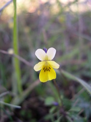 Viola roccabrunensis