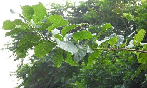 Ehretia acuminata observed 2026-10-21