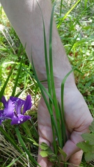 Iris tenax