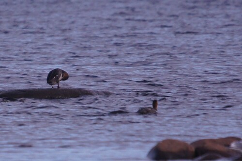 iNaturalist image