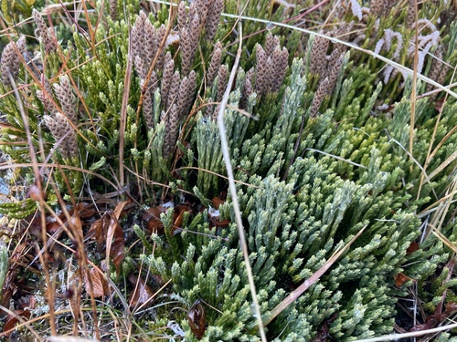 Diphasiastrum alpinum observed 2026-10-22