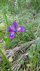 Iris tenax