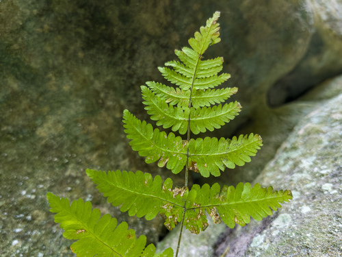 Gymnocarpium robertianum, 2026-10-04