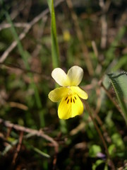 Viola roccabrunensis