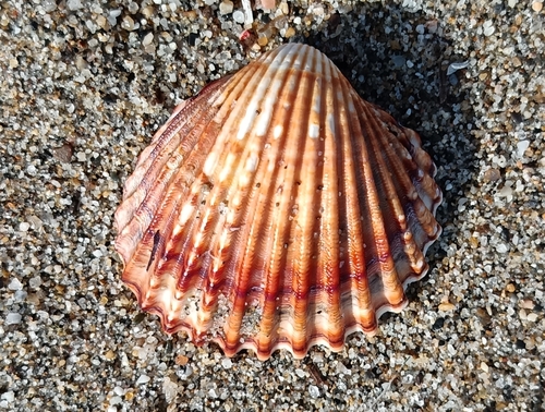 Acanthocardia tuberculata observed 2026-10-22