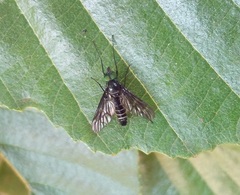 Ibisia