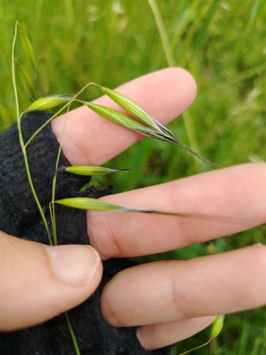 Avena sativa observed 2026-10-22