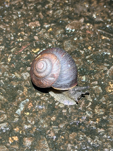 Pommerhelix monacha observed 2026-10-22