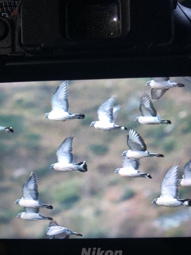Columba leuconota, 2026-10-12