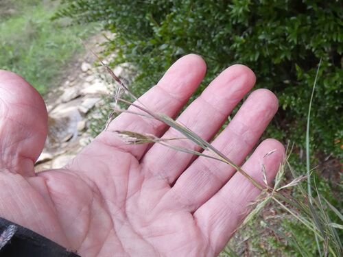 Cymbopogon observed 2026-10-21