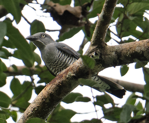Coracina striata observed 2026-09-16