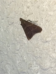 Arta epicoenalis