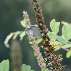 Celastrina echo