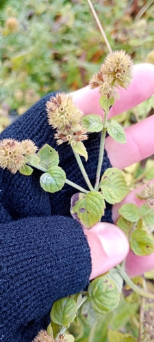 Mentha aquatica observed 2026-10-22