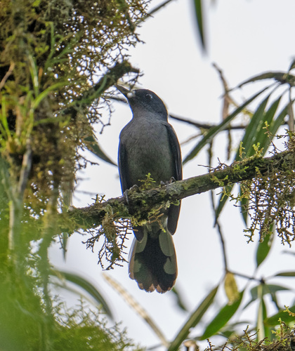 Coracina fimbriata observed 2026-09-16