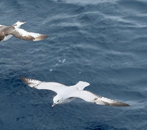 iNaturalist image