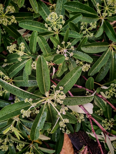 Alstonia scholaris observed 2026-10-22