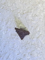 Arta epicoenalis