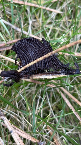 Stemonitis fusca observed 2026-10-22