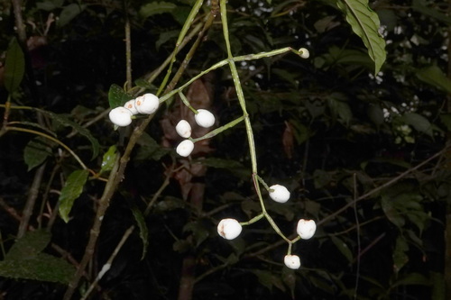 Psychotria baillonii observed 2026-10-09