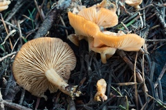 Clitocybe albirhiza