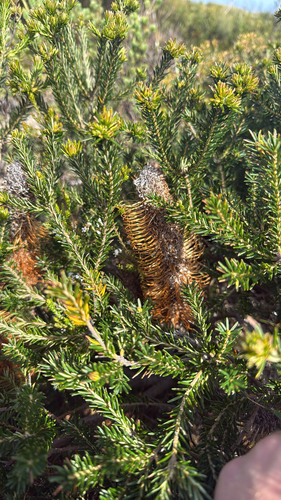 Banksia ericifolia observed 2026-10-22