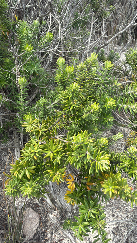 Westringia fruticosa observed 2026-10-22