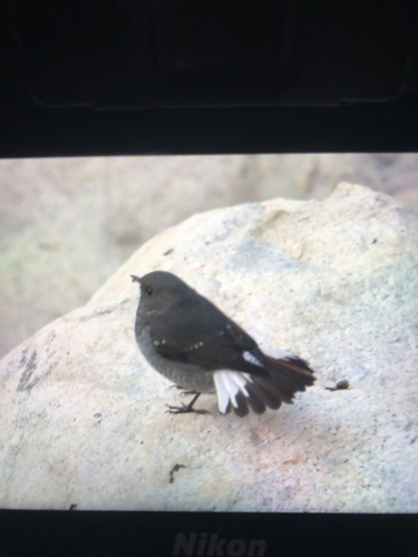 Rhyacornis fuliginosa, 2026-10-22