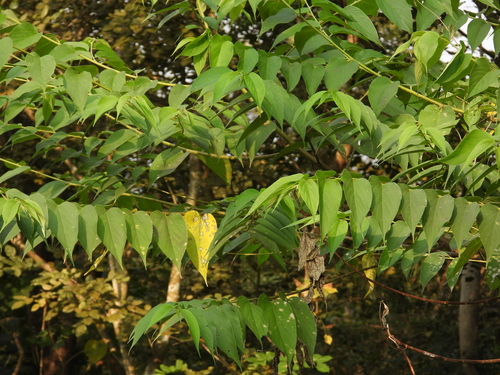 Trema orientale observed 2026-10-21