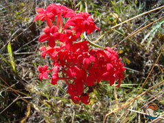 Bouvardia viminalis