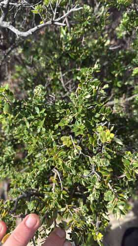 Monotoca elliptica observed 2026-10-22