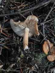 Clitocybe albirhiza