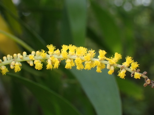 Acacia auriculiformis observed 2026-10-22