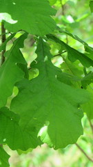 Quercus macrocarpa