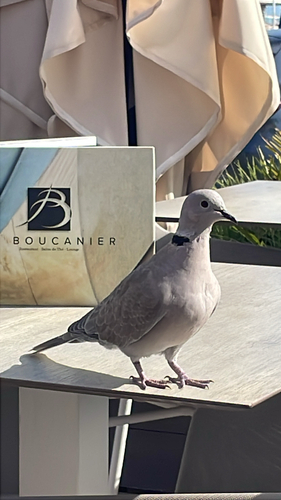 Eurasian Collared-Dove